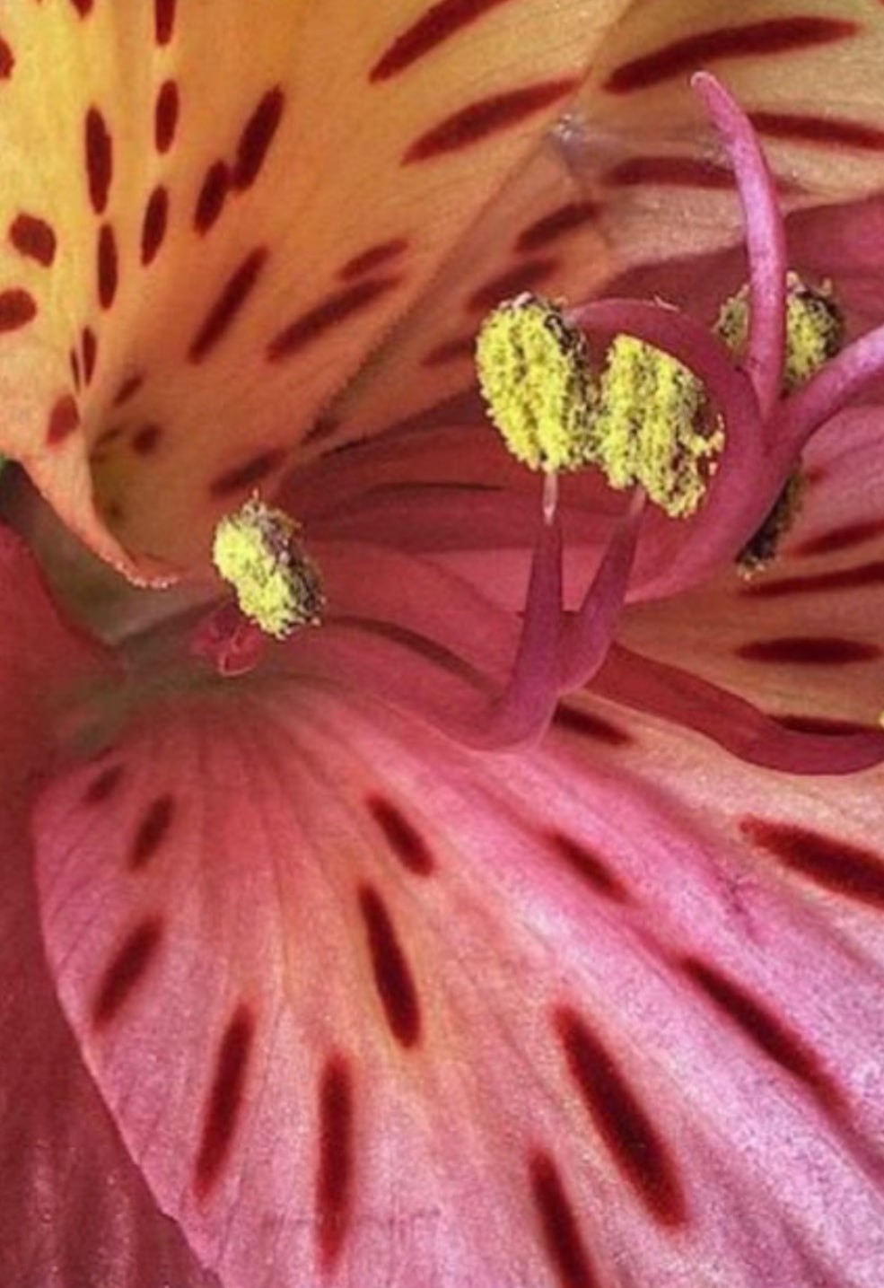 Alstroemeria i pink og gul